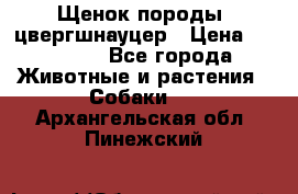 Щенок породы  цвергшнауцер › Цена ­ 30 000 - Все города Животные и растения » Собаки   . Архангельская обл.,Пинежский 